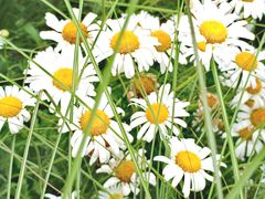 -花开海上生态园