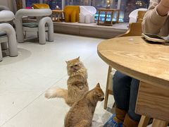 -藏猫猫咖啡主题馆(中央大道店)