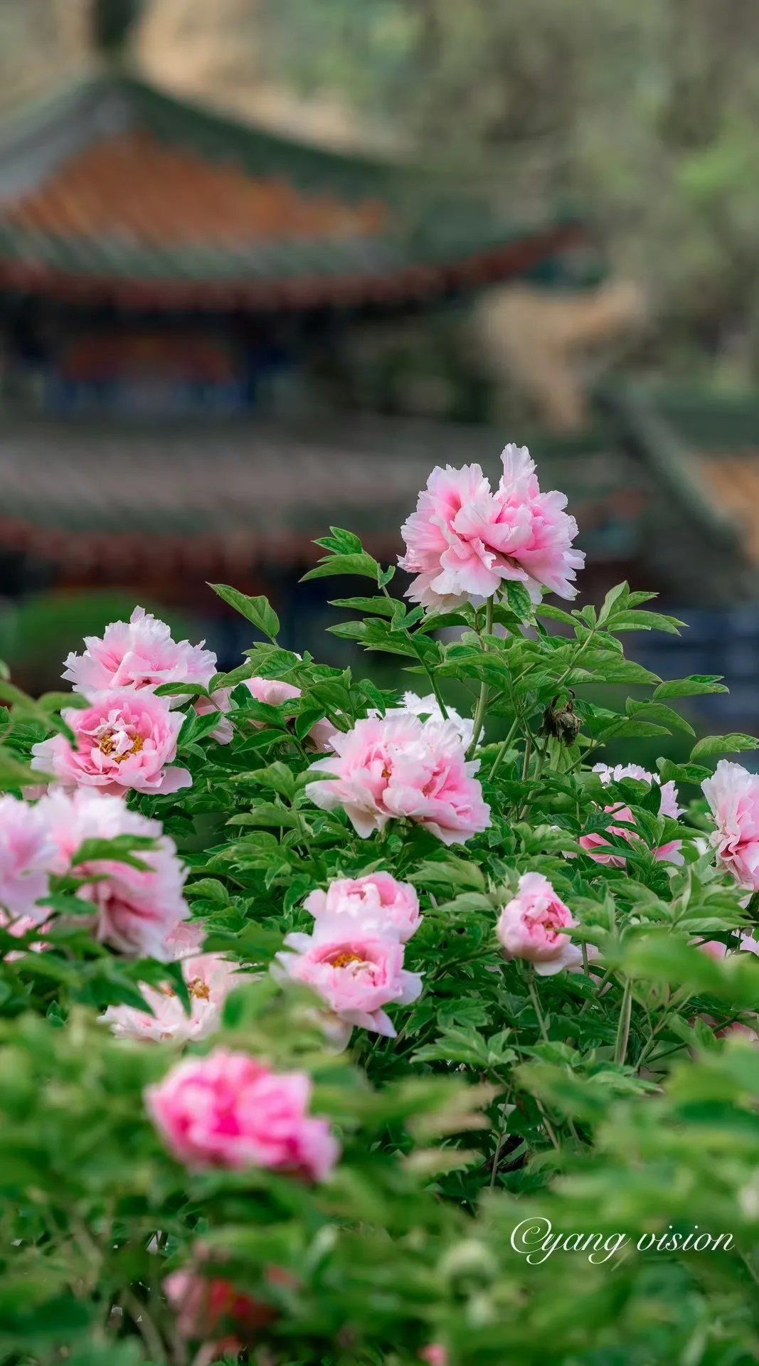 洛阳一游,牡丹花海!