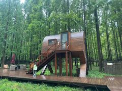 -黄海国家森林公园