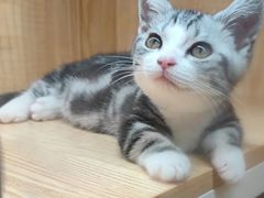 -山宅一喵德文卷毛猫舍