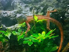 蜥蜴-凯德广场(学府店)