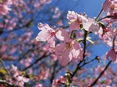 -天适樱花悠乐园