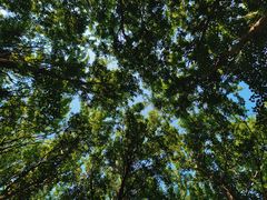 -长白岛森林公园