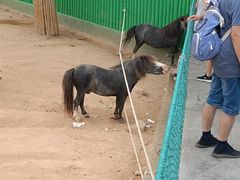 -西霞口神雕山野生动物世界