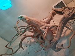 -喵园·猫主题咖啡厅·撸猫·猫咖(国贸店)