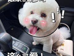 -帕帕拉兹宠物(亚洲旗舰店)