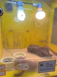 -神奇动物撸宠馆·羊驼·小浣熊·异宠(豫园店)