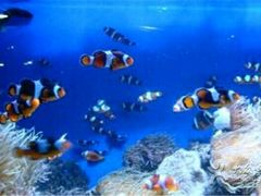 -北戴河圣蓝海洋公园