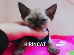 -十年猫舍·猫咪专门店(普陀店)