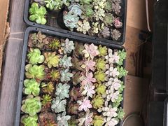 -秦美花卉(天朗·莱茵小城2期店)