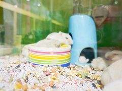 -宠物兔专门店(天丰利市场店)