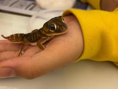 -酷以爬仙阁实体爬宠店·守宫·蜥蜴·专业繁育