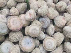 -常州淹城野生动物世界
