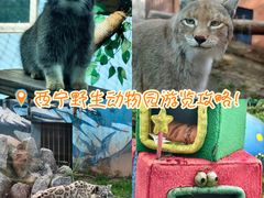 -青藏高原野生动物园