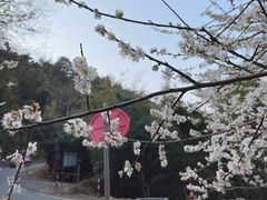 -广州市流溪河国家森林公园