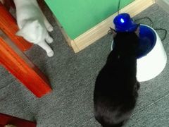 -喵店&猫咖