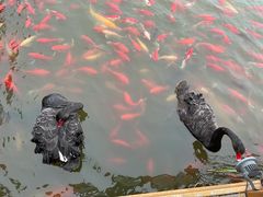 -卧龙湖
