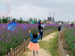 -荷兰花海