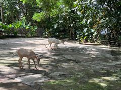 -深圳野生动物园