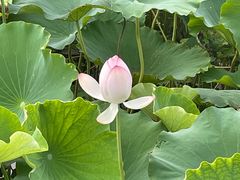 -嘉北郊野公园
