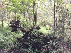 -五营红松林海景区