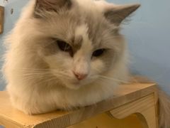 -猫咪咖啡·猫咖(万达广场店)