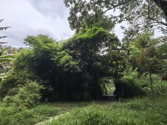 -花溪公园