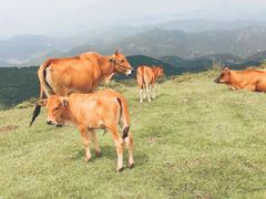 -大姆山草场