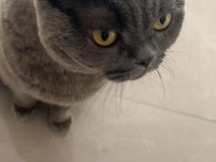 -宠爱国际动物医院· 猫科· 外科·中兽医(长白店)