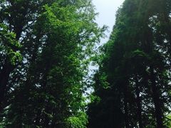 -黄海国家森林公园