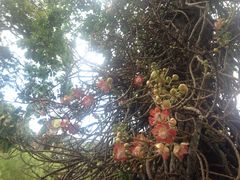 -槟城植物园