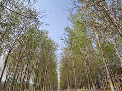 -东升八家郊野公园