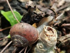 -上野德国文化村