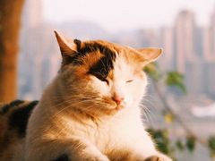 -山城巷传统风貌区