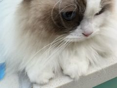 -乐琪宠物医院·犬猫专科·骨外科·急重症