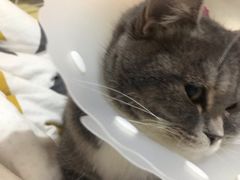 -瑞派·关忠动物医院·猫专科·犬专科(三环新城店)