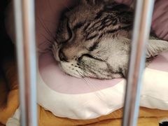 -瑞派福兴宠物医院犬猫全科·骨科·中西医结合(河东店)