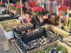 -中环花鸟鱼虫市场