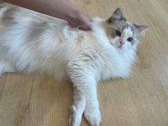 -有喵·猫咖·狗咖·30几只猫10只小狗(岗厦店)