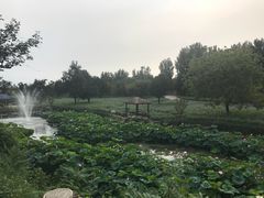 -静之湖湖畔餐厅