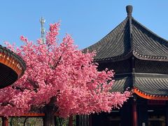 -广东圆玄道观