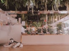 -Husky Go! 哈士奇体验馆·宠物咖啡厅狗咖