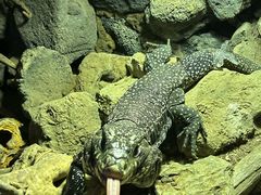 -萌宠奇缘(荣鼎店)