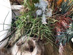 -共舞时光猫咖·狗咖(新街口店)