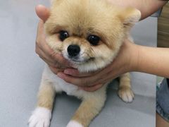 -爱侣宠医·鹦鹉专科·小型哺乳类·异宠专科(灵石路店)