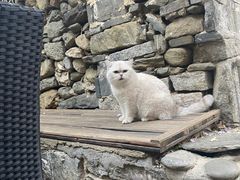 -喵屿·大理花园猫咖