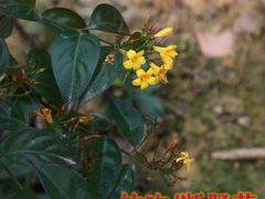 -广西壮族自治区药用植物园