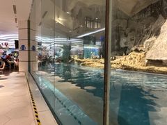 -帝企鹅自助餐厅•儿童岛•真企鹅(长隆企鹅酒店)