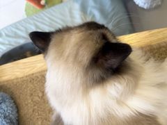 -平行世界·猫咖(首经贸店)